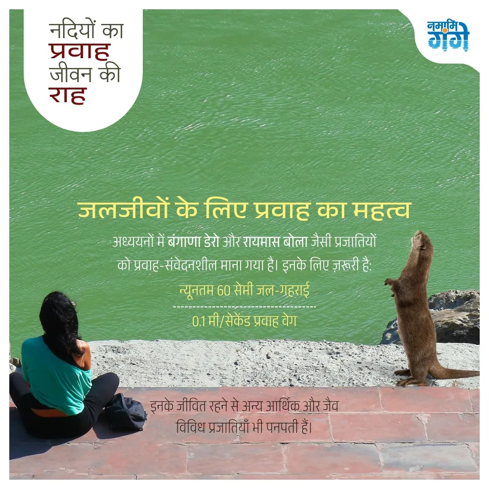 Todi Meaning in Hindi, टोडी नाम का गहरा अर्थ और सांस्कृतिक महत्व