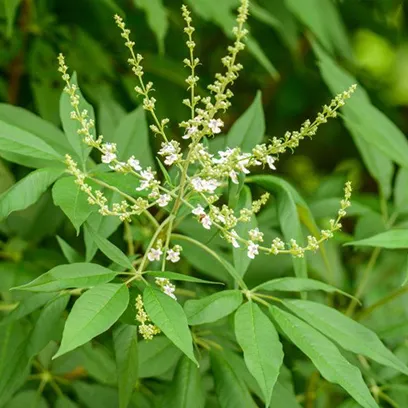 Seema Name Meaning In Hindi: गहन विश्लेषण और व्यक्तित्व पर प्रभाव