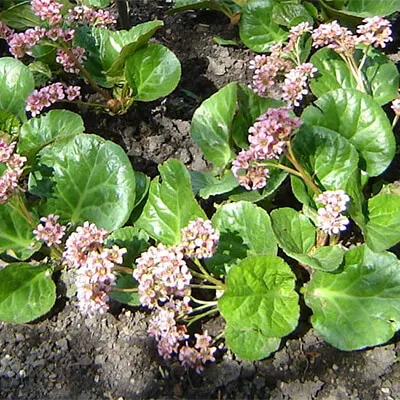 Roshan Name Meaning In Hindi: उत्पत्ति, व्यक्तित्व और सांस्कृतिक प्रभाव