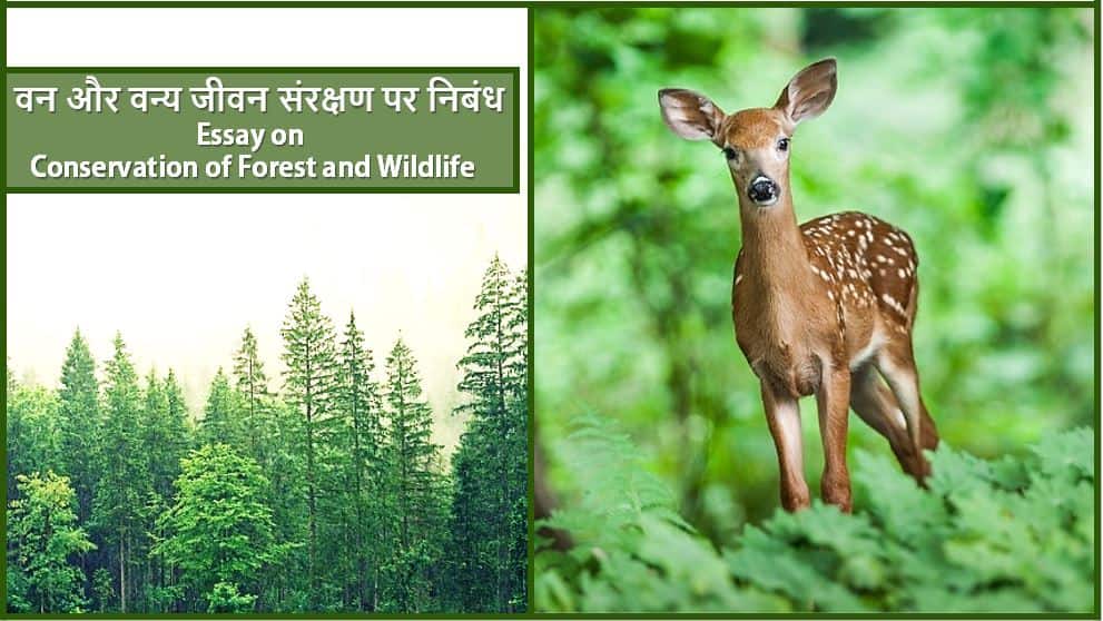 वनीकरण का हिंदी में अर्थ: परिभाषा और महत्व