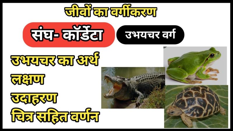 उभयचर का हिंदी में अर्थ: परिभाषा, प्रकार और महत्व (Amphibians ka Hindi mein Arth: Paribhasha, Prakar aur Mahatva)
