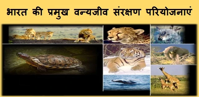 भारत में पाए जाने वाले उभयचर: प्रजातियाँ, आवास और संरक्षण (Bharat mein Paye Jane Wale Ubhaychar: Prajatiyan, Awaas aur Sanrakshan)