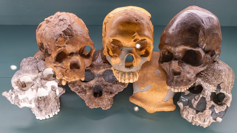 Ancestors Meaning In Hindi: पूर्वज, पितृ, वंशावली, इतिहास और महत्व 11 Ancestors और वंशानुक्रम: संबंध और प्रभाव (Ancestors और वंशानुक्रम के बीच के संबंध को स्पष्ट करना, जिसमें आनुवंशिक, सांस्कृतिक और सामाजिक विरासत शामिल है, और इसका वर्तमान पीढ़ी पर क्या प्रभाव पड़ता है।)