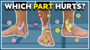 ankle meaning in hindi 4