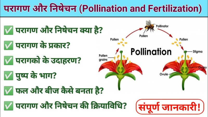 एन्थोफाइल का उपयोग: पुष्प पौधों के परागण में भूमिका