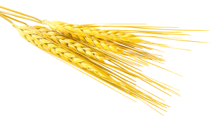 barley meaning in hindi 1