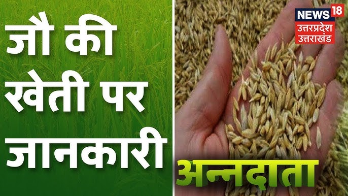 जौ की खेती: भारत में उत्पादन और प्रक्रिया (Jau ki kheti: Bharat mein utpadan aur prakriya)
