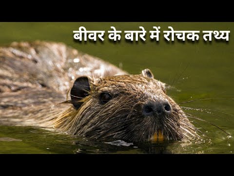 beavers meaning in hindi - Hình 1