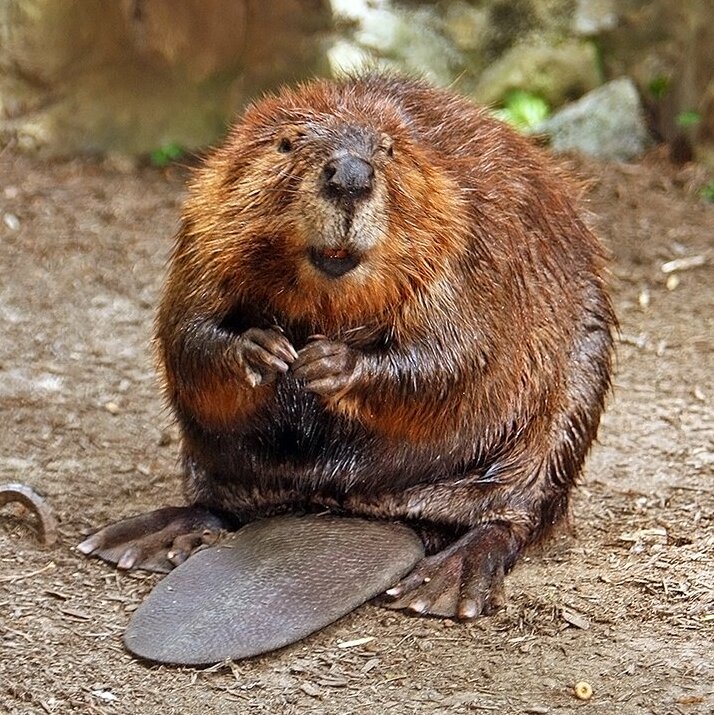 beavers meaning in hindi - Hình 2