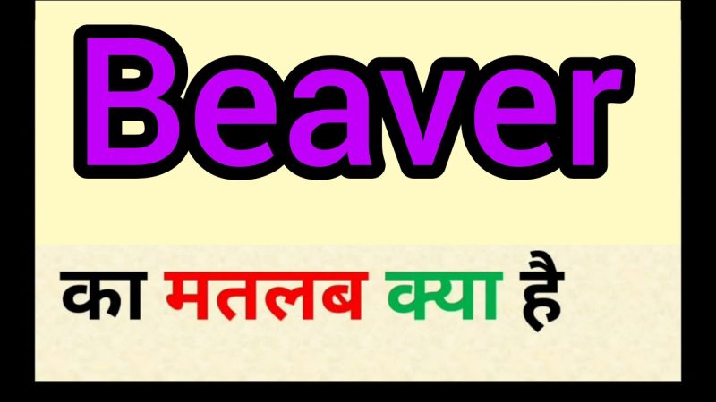 beavers meaning in hindi - Hình 3