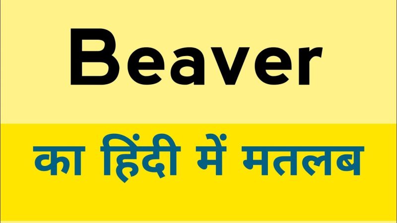 beavers meaning in hindi - Hình 4