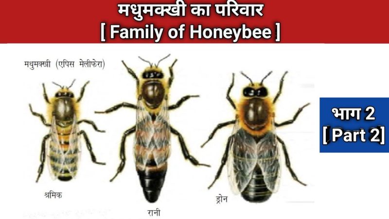 मधुमक्खी का हिंदी में अर्थ: परिभाषा और मूल अर्थ (Madhumakkhee ka hindee mein arth: Paribhaasha aur mool arth)