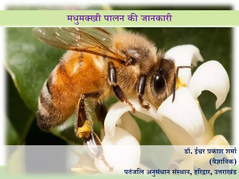 मधुमक्खी पालन: मधुमक्खी से जुड़े उद्योग और जीवनयापन (Madhumakkhee paalan: Madhumakkhee se jude udyog aur jeevanayaapan)