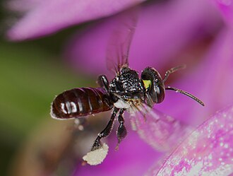 bees meaning in hindi - Hình 3