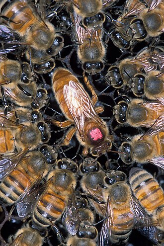 bees meaning in hindi - Hình 4