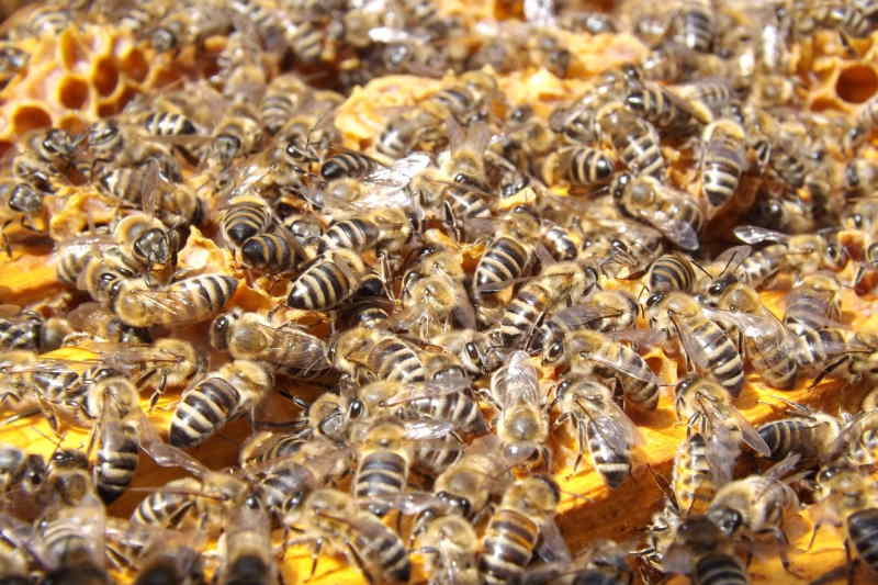 bees meaning in hindi - Hình 1