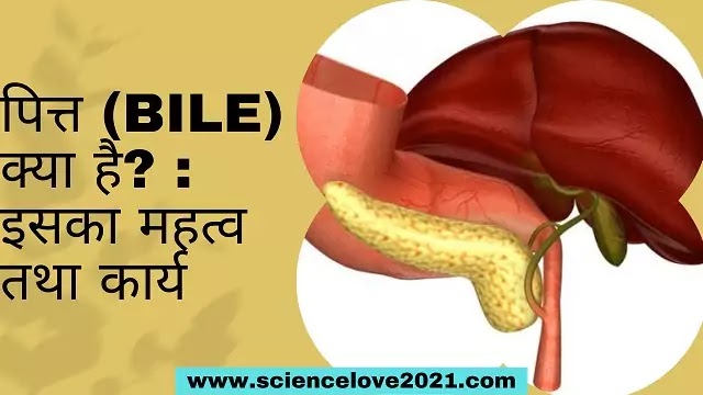 bile meaning in hindi - Hình 2