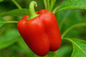 black pepper meaning in hindi 1