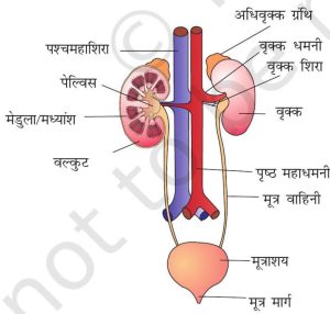 bladder meaning in hindi 2