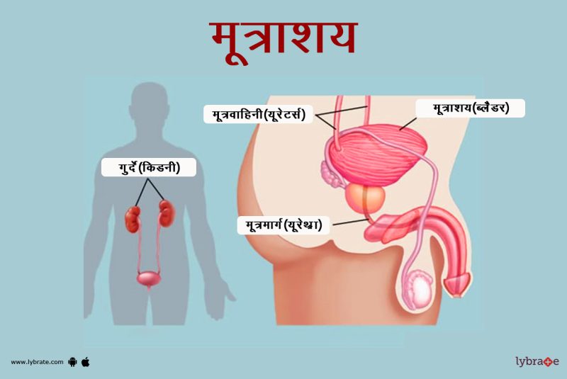मूत्राशय से संबंधित सामान्य समस्याएँ और उनके कारण