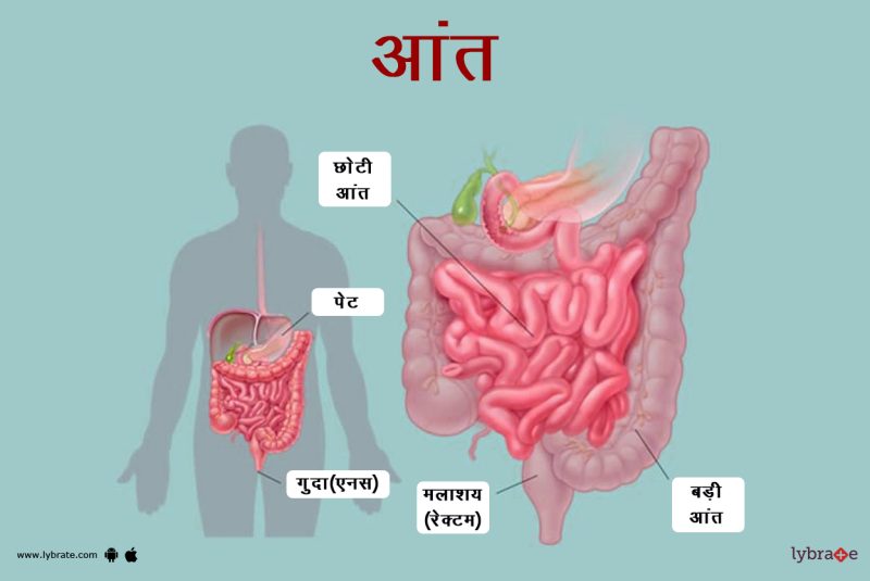 आंतों के लूप की शारीरिक रचना और कार्य