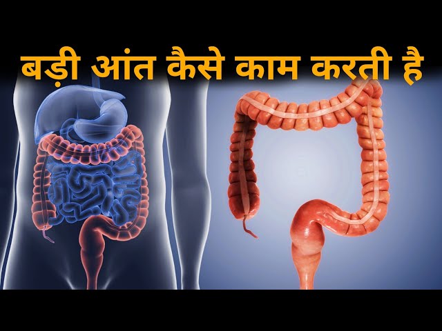 आंतों के लूप के विभिन्न प्रकार और उनके निहितार्थ