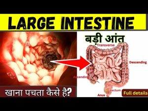 bowel meaning in hindi 2