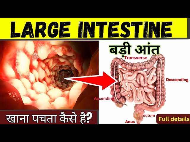 विभिन्न प्रकार की आंतें: एक विस्तृत नज़र (Vibhinn prakar ki aante: ek vistrut nazar)