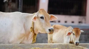 breeding meaning in hindi 4