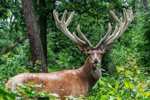 buck meaning in hindi