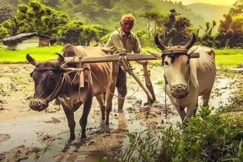 बैल: कृषि और ग्रामीण जीवन में भूमिका (Bail: Krishi aur gramin jeevan mein bhumika)