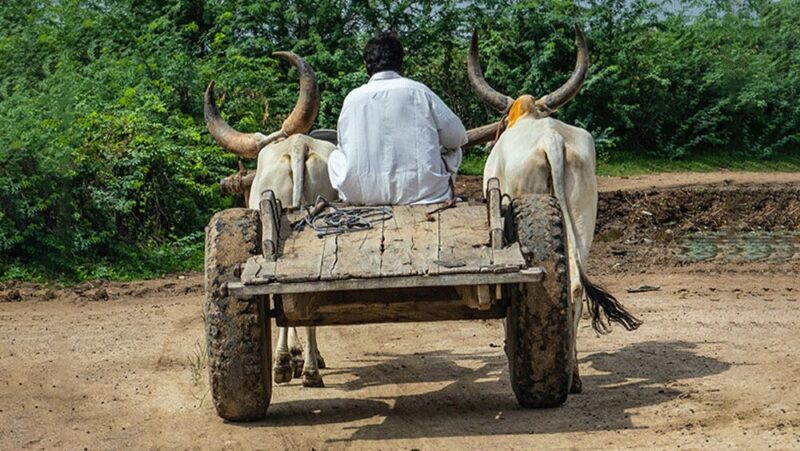 bullock cart meaning in hindi - Hình 3