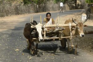 bullock cart meaning in hindi
