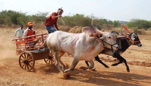 bullock cart meaning in hindi - Hình 4