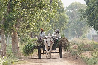 bullock cart meaning in hindi - Hình 5