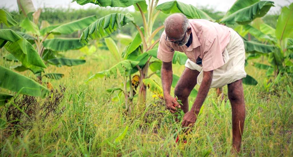 बिल (Burrow) का उपयोग: जानवरों के जीवन में महत्व