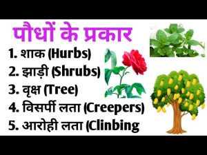 bush meaning in hindi 1
