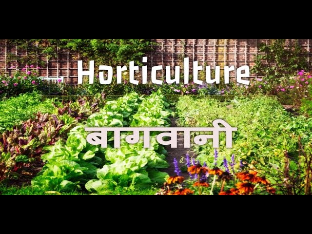 झाड़ियों का महत्व: पर्यावरण और संस्कृति में भूमिका (Jhaadiyon Ka Mahatva: Paryavaran Aur Sanskriti Mein Bhumika)