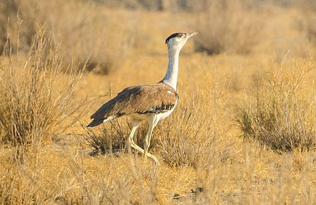 bustard meaning in hindi - Hình 2