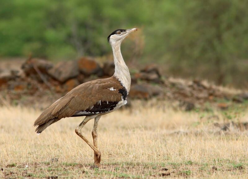 bustard meaning in hindi - Hình 3