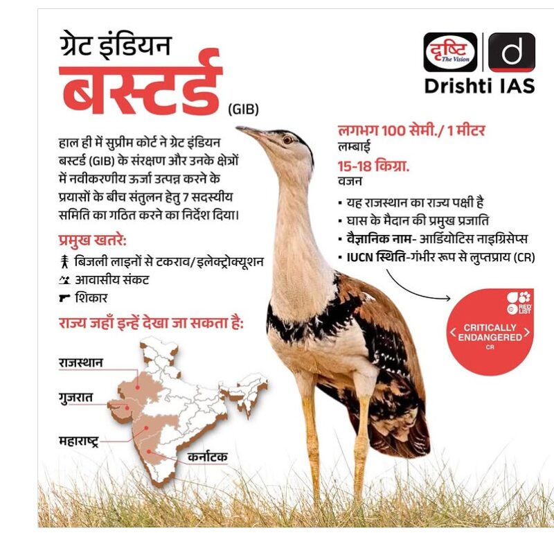 bustard meaning in hindi - Hình 4