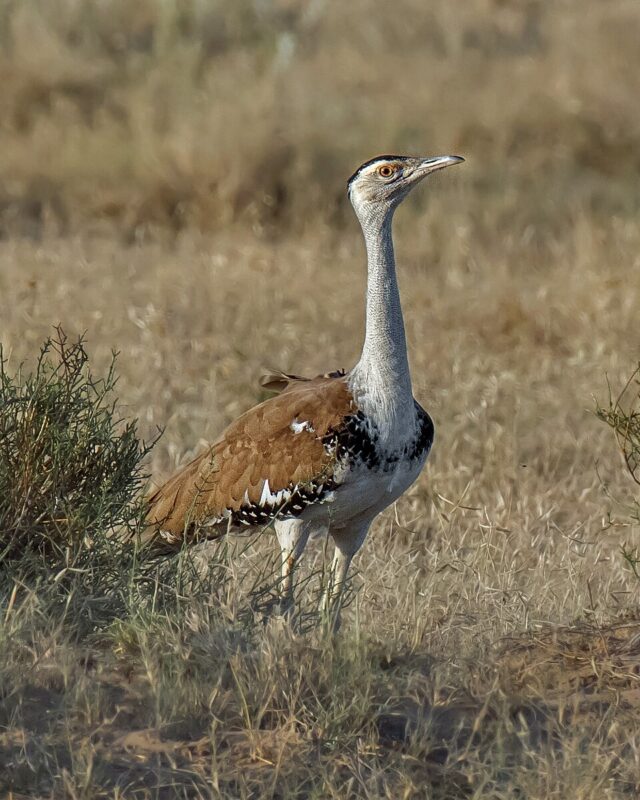 bustard meaning in hindi - Hình 5