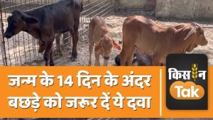 calves meaning in hindi 2