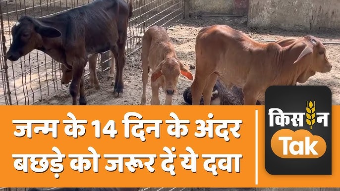 'Calves' का अर्थ 'बछड़े' या 'गाय के बच्चे' के रूप में