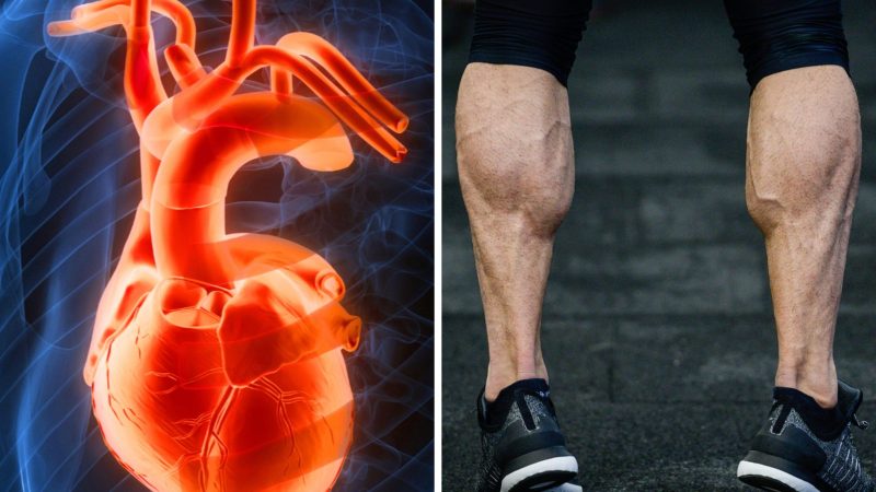 'Calves' शब्द का हिंदी वाक्यों में प्रयोग