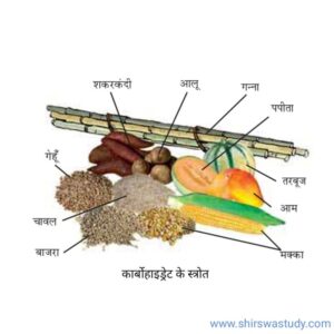 carbohydrates meaning in hindi