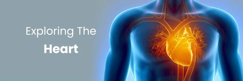 Cardiology Meaning In Hindi: हृदय रोग विज्ञान - कारण, लक्षण और उपचार 7 कार्डियोलॉजी: हृदय रोग विज्ञान का विस्तृत अध्ययन (Cardiology: Hriday rog vigyan ka vistrit adhyayan)