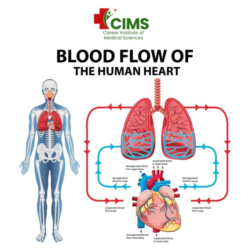 Cardiology Meaning In Hindi: हृदय रोग विज्ञान - कारण, लक्षण और उपचार 10 हृदय रोगों के सामान्य लक्षण और बचाव (Hriday rogon ke samanya lakshan aur bachav)