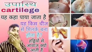 cartilage meaning in hindi 1