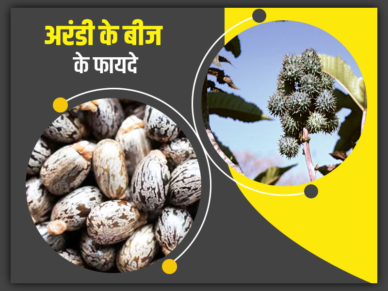 कैस्टर (अरंडी) पौधा और उसके बीज